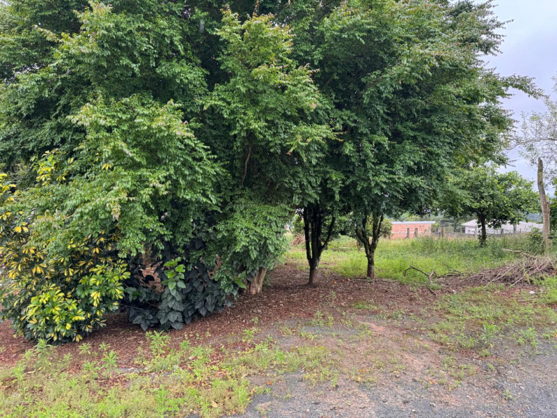 Avenida Prefeito José Viana - Teixeira Soares /PR